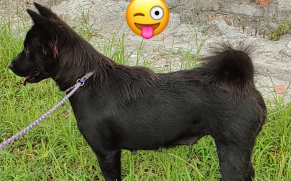 元旦就能看到长毛的啤啤熊