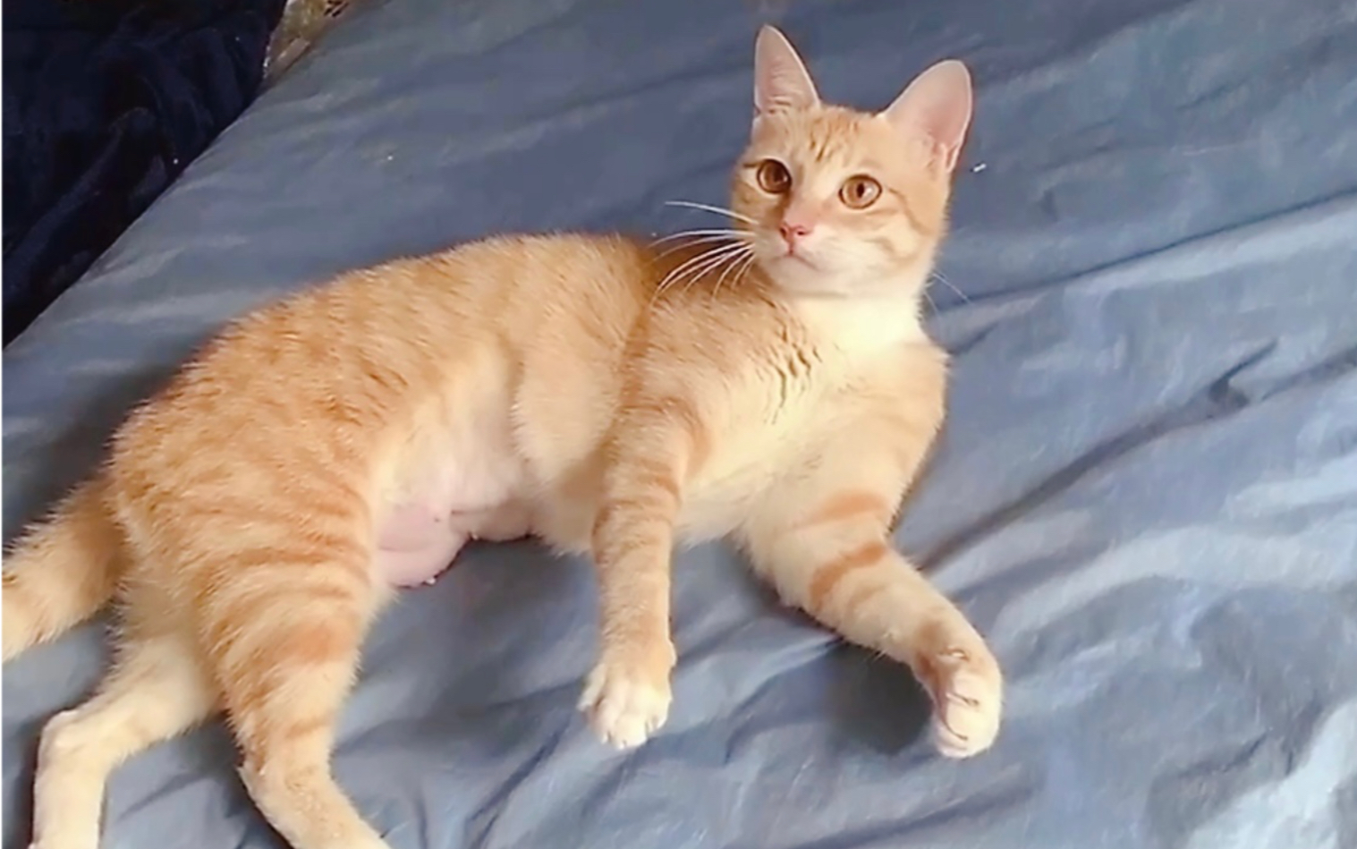 爱上肩的7月龄橘猫君君妹妹找领养深圳南山蛇口