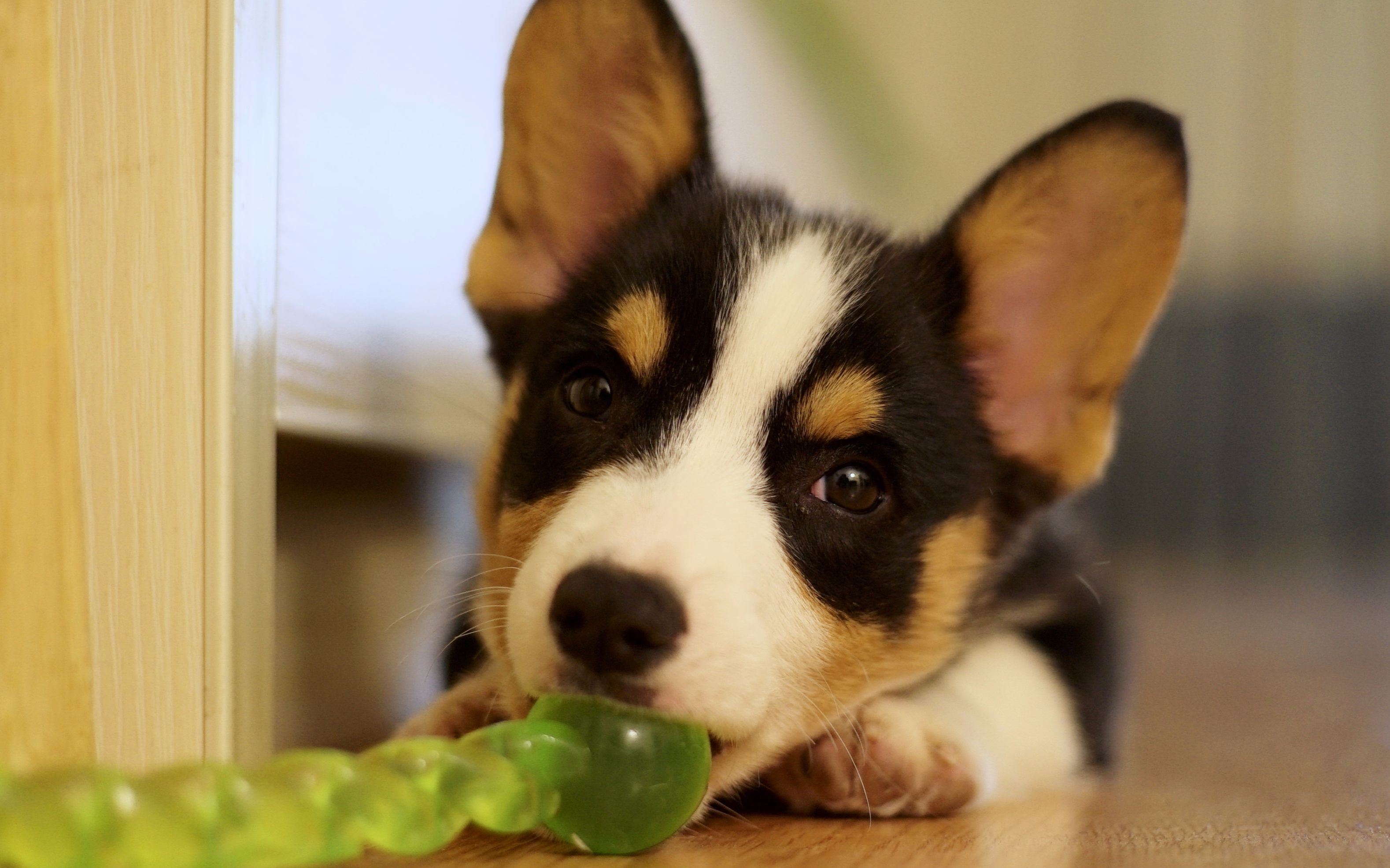 小奶狗vs大狼狗你更喜欢哪一款呢柯基小短腿duby