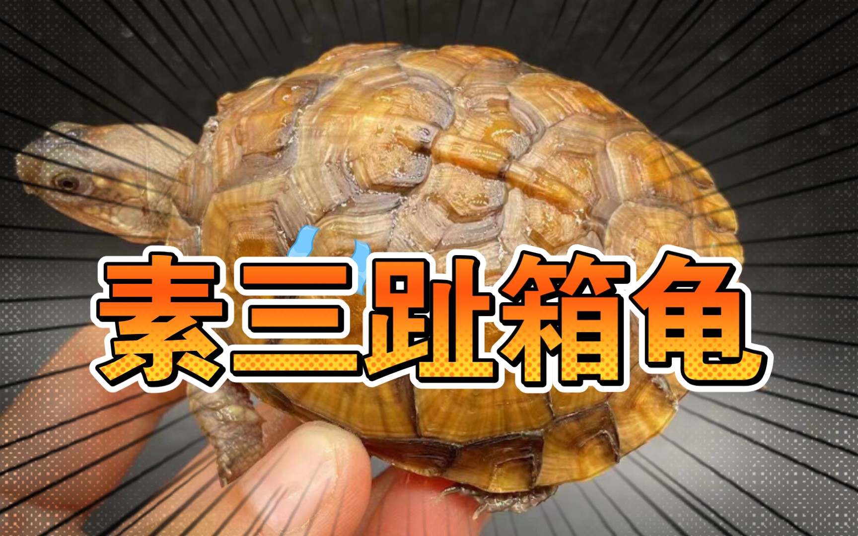 活动  素三趾箱龟,三趾当中一个很耐看的品种.