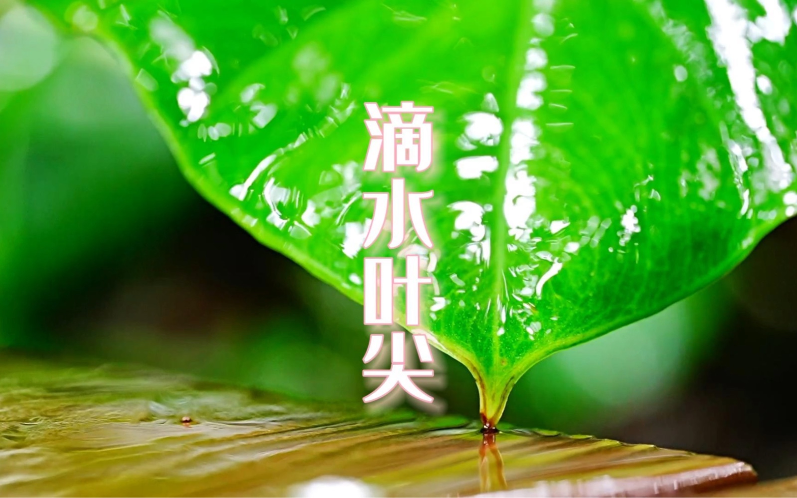 植物的智慧——“滴水叶尖”哔哩哔哩bilibili