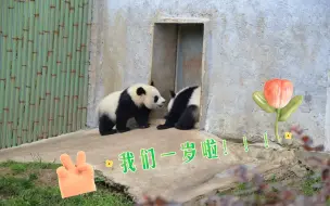 Скачать видео: 【大熊猫秦大朵、秦小乖】两个小可爱一岁啦！要一直做世上第一好哦😘