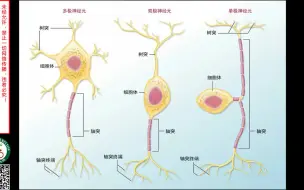 下载视频: 神经系统解剖概论