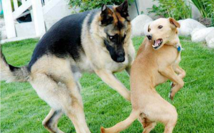 搞笑:下班途中成功阻止一起群体《狗斗》_哔哩哔哩_bilibili