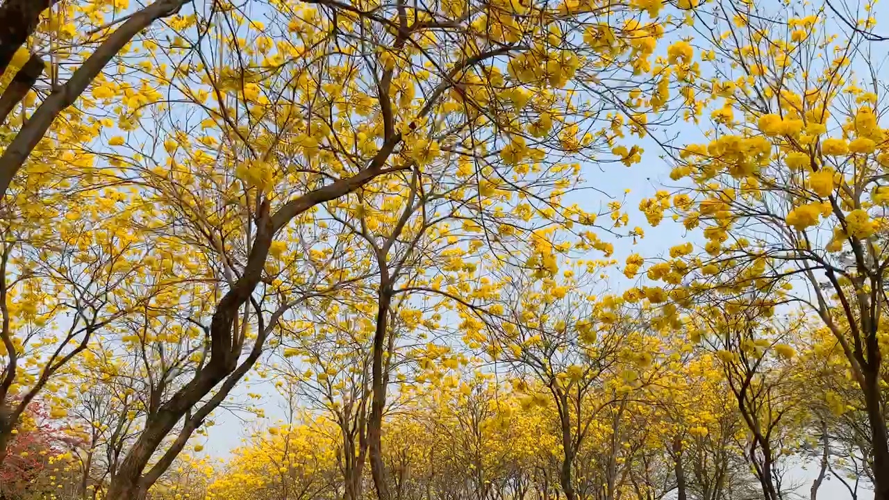 顺峰山公园黄花风铃木图片