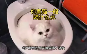 你家猫一般都喝什水！