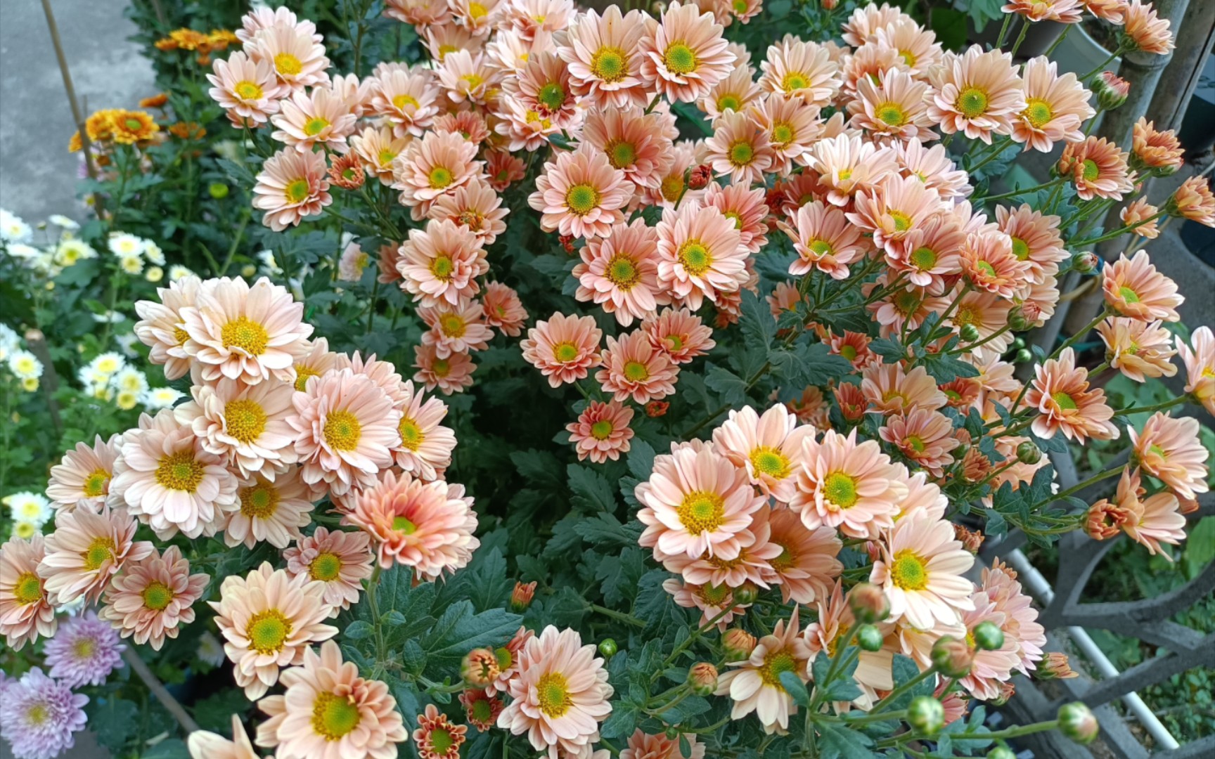 【切花菊】爱之槟