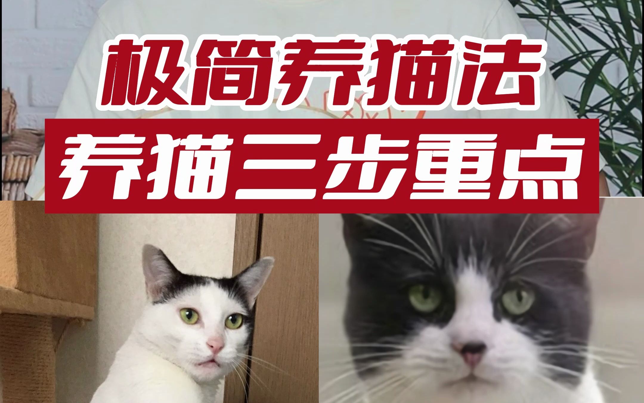 养猫三步重点,养猫人6年的,极简养猫法哔哩哔哩bilibili