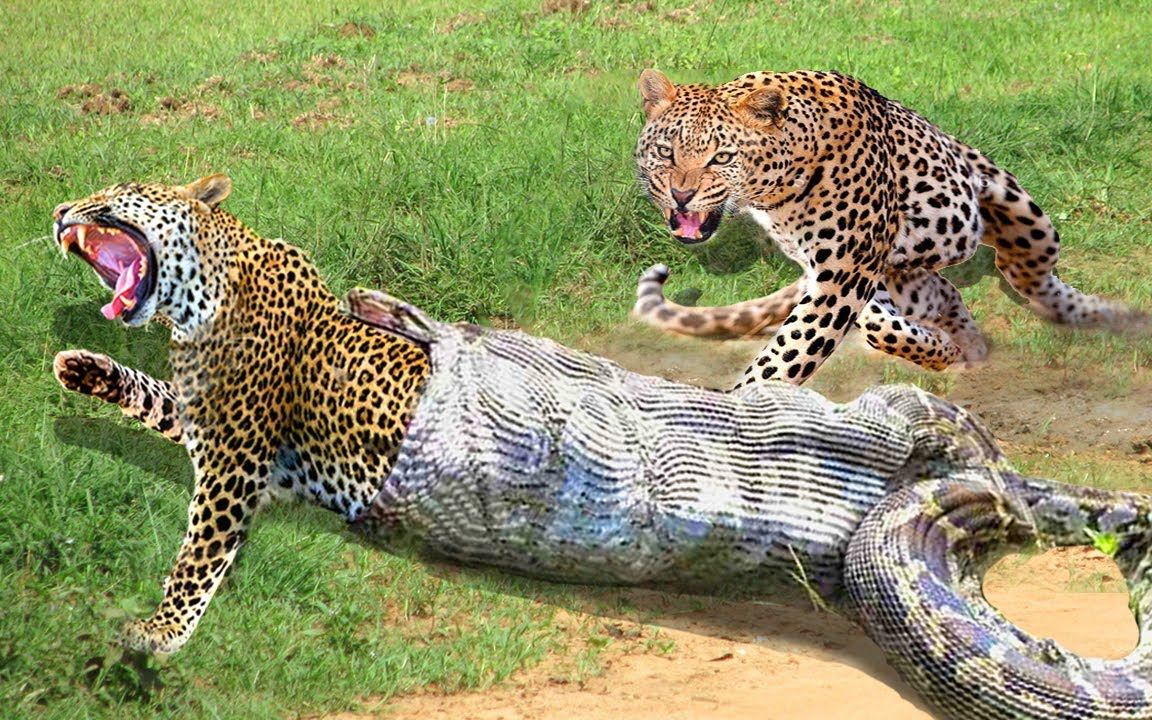 孟加拉豹猫 蟒蛇图片