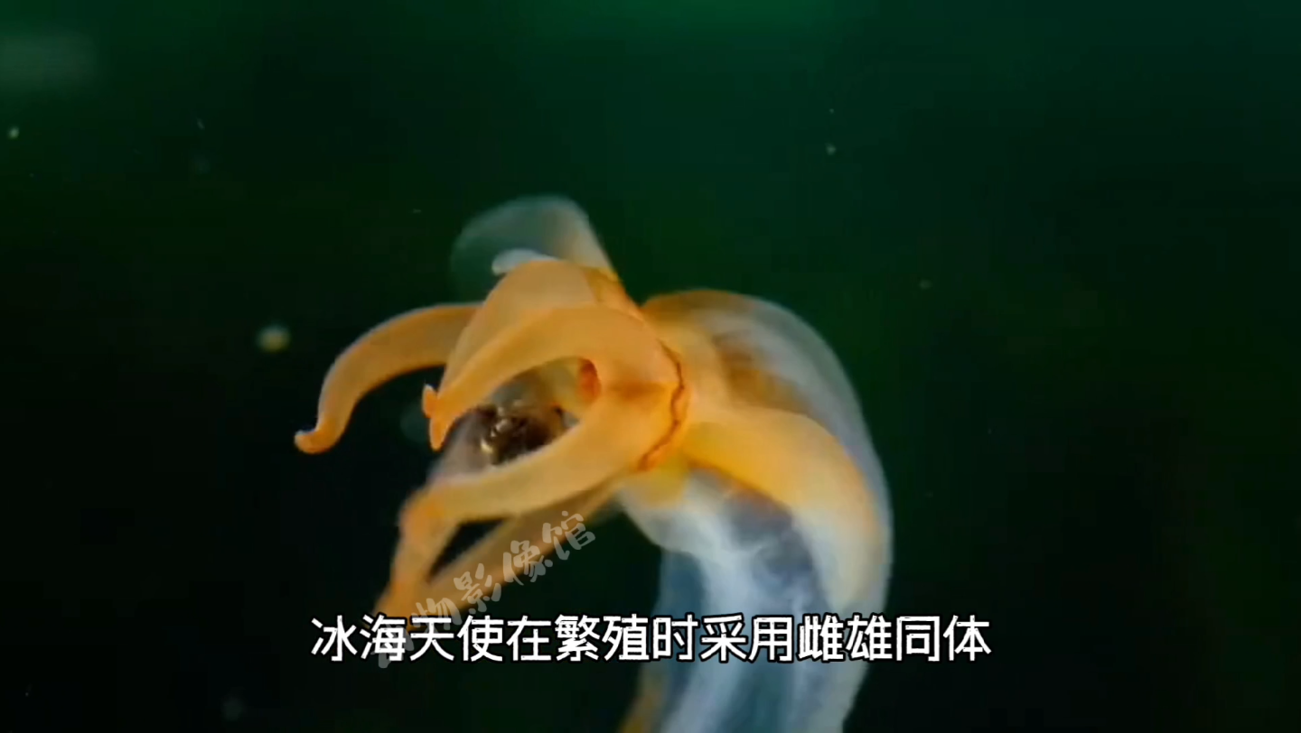 冰海天使:海洋里的美丽精灵