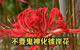 Download Video: 为石蒜正名，不要把彼岸花鬼神化，关于石蒜的几个冷知识