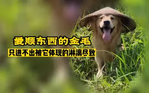 Video herunterladen: 绝了~从没见过这么会过日子的修狗