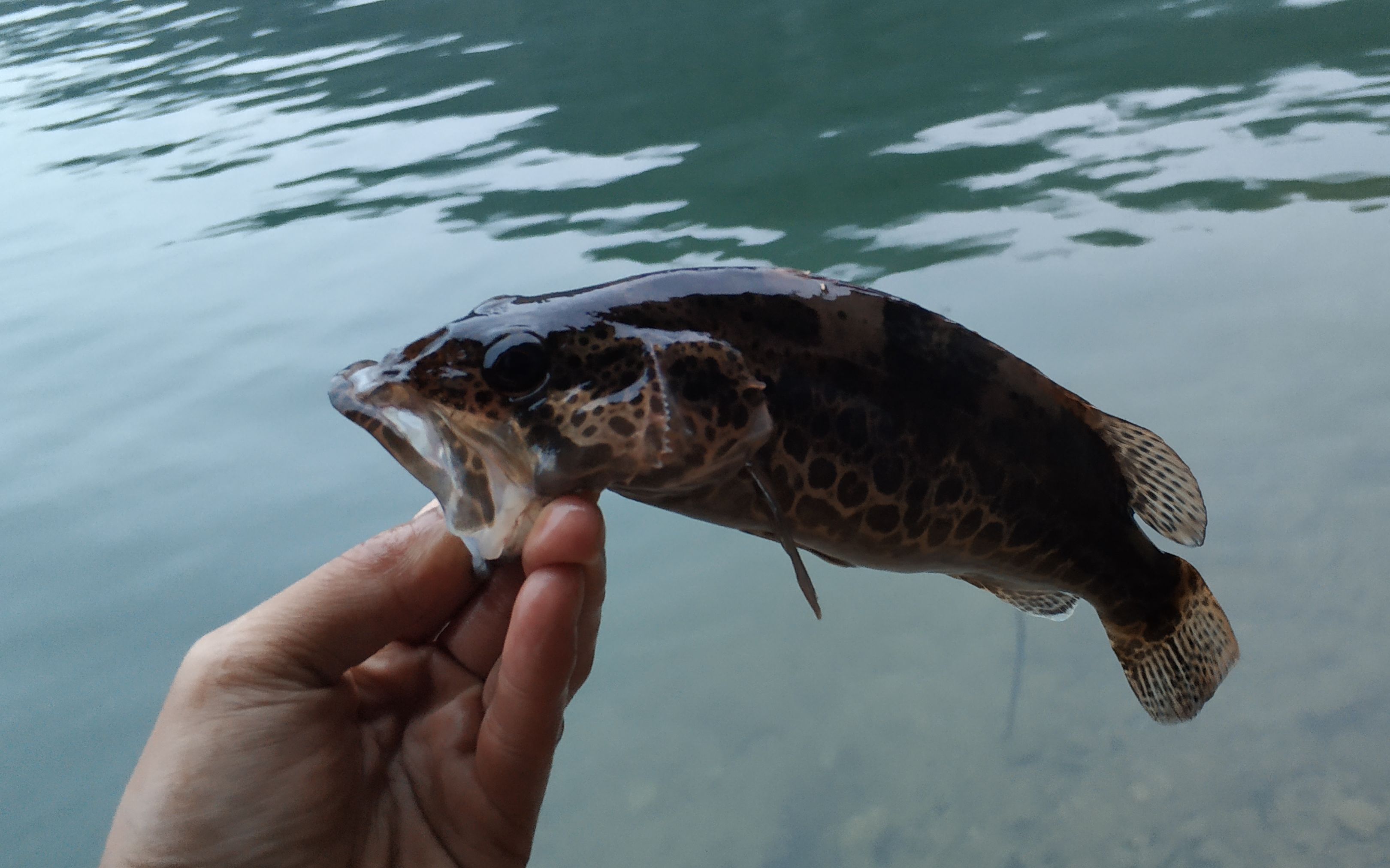 小戴路亚降温后鳜鱼活性真低小戴换了好多点才中一条