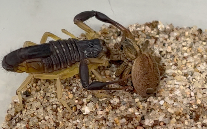 伊朗黑尾鳄背蝎 啃食 狼蛛