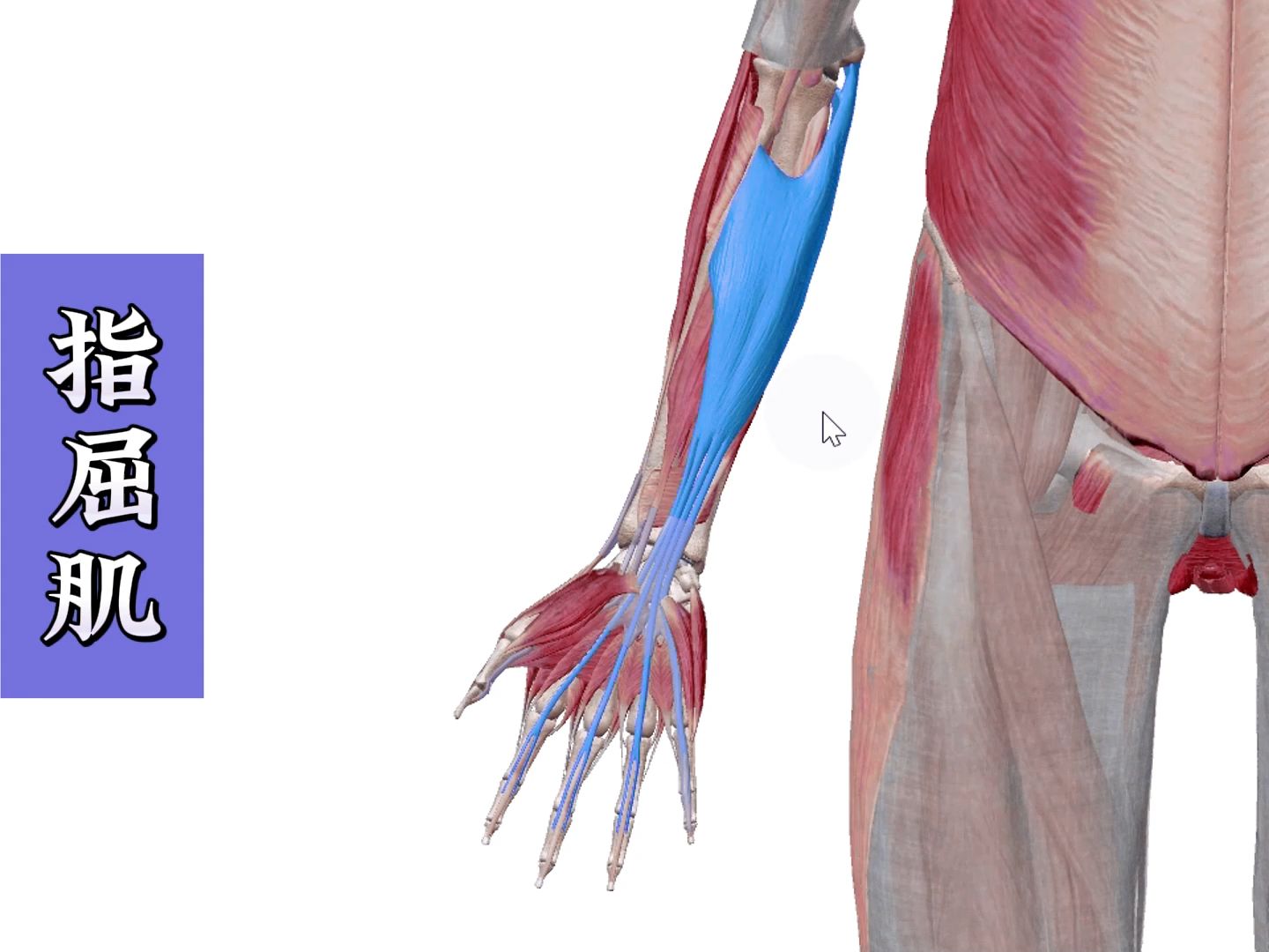 指屈肌 超详细3d解剖讲解