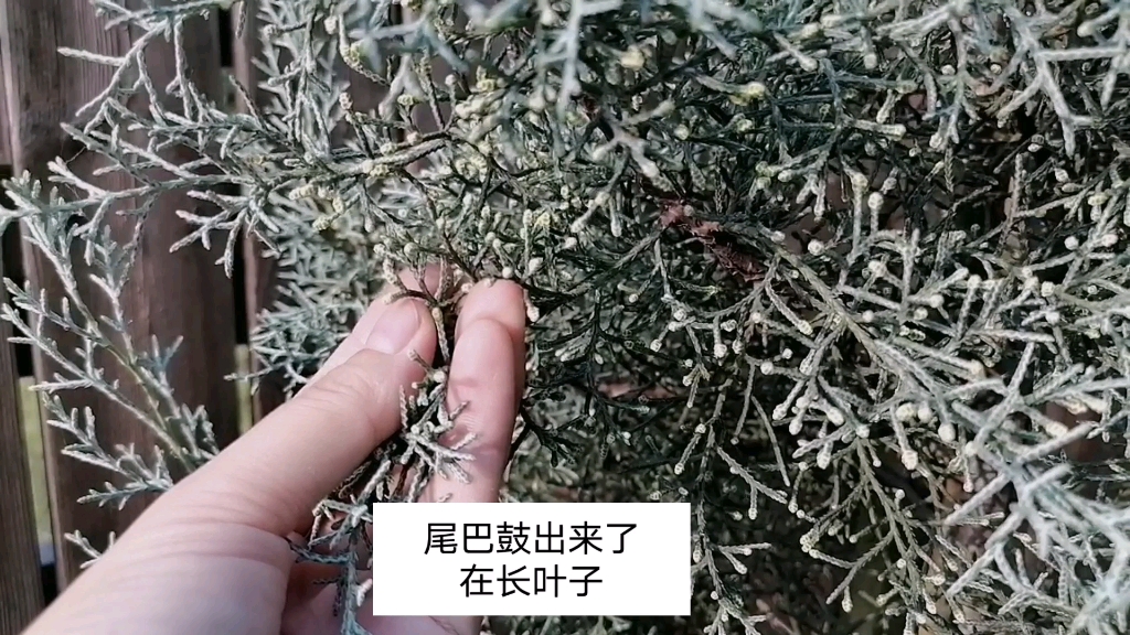 我的院子|3款常绿骨架植物,坐标江西九江蓝冰柏耐寒的黄金香柳和银叶金合欢不太耐寒朋友们根据实际情况选择哈地栽!地栽!地栽!盆栽还是要浇水的哈...