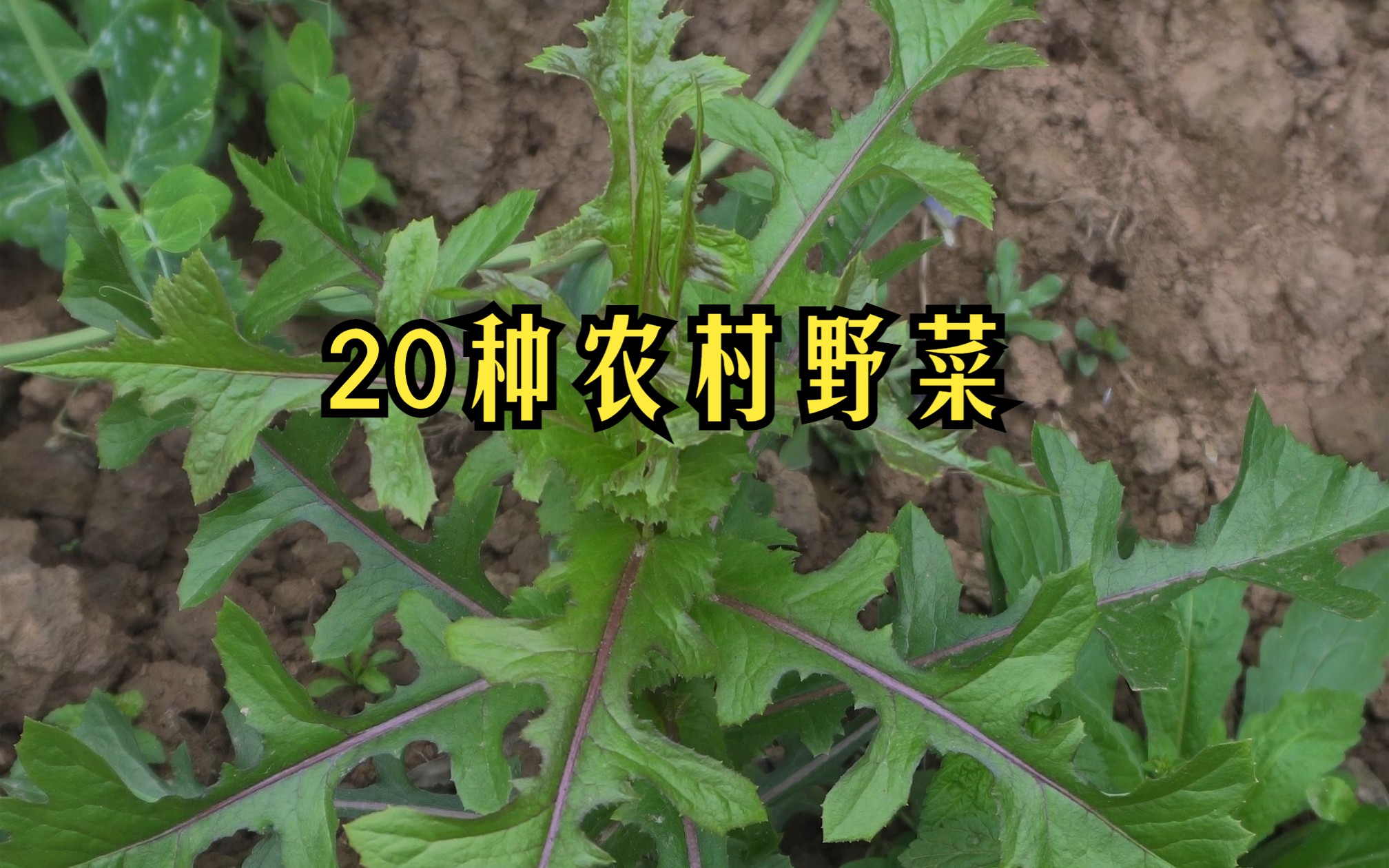 [图]二十种农村常见野菜，最后两种在不确定归属情况下勿乱食用