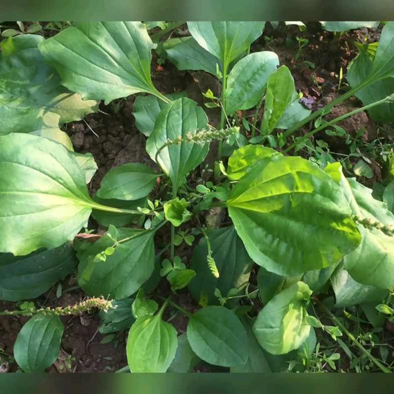 走出《诗经》的植物之芣苢(车前子)
