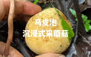 Tải video: 我又来帮你们捡蘑菇了