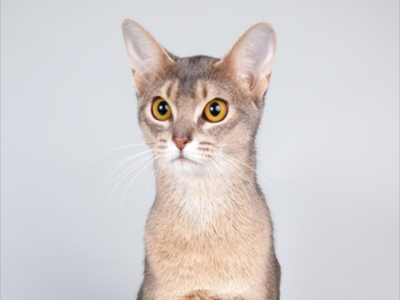 大吉利车队 诈骗系列 电诈 蜻蜓fm 羊城交通台1052