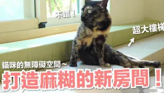 用0公斤猫砂 打造巨大猫砂游泳池 好味小姐开心新系列 傻眼猫咪 Ep1 哔哩哔哩 Bilibili