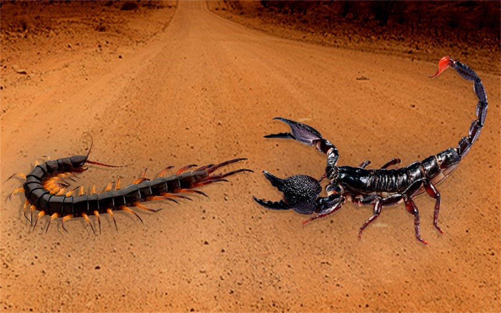蝎子大战蜈蚣 巨型图片