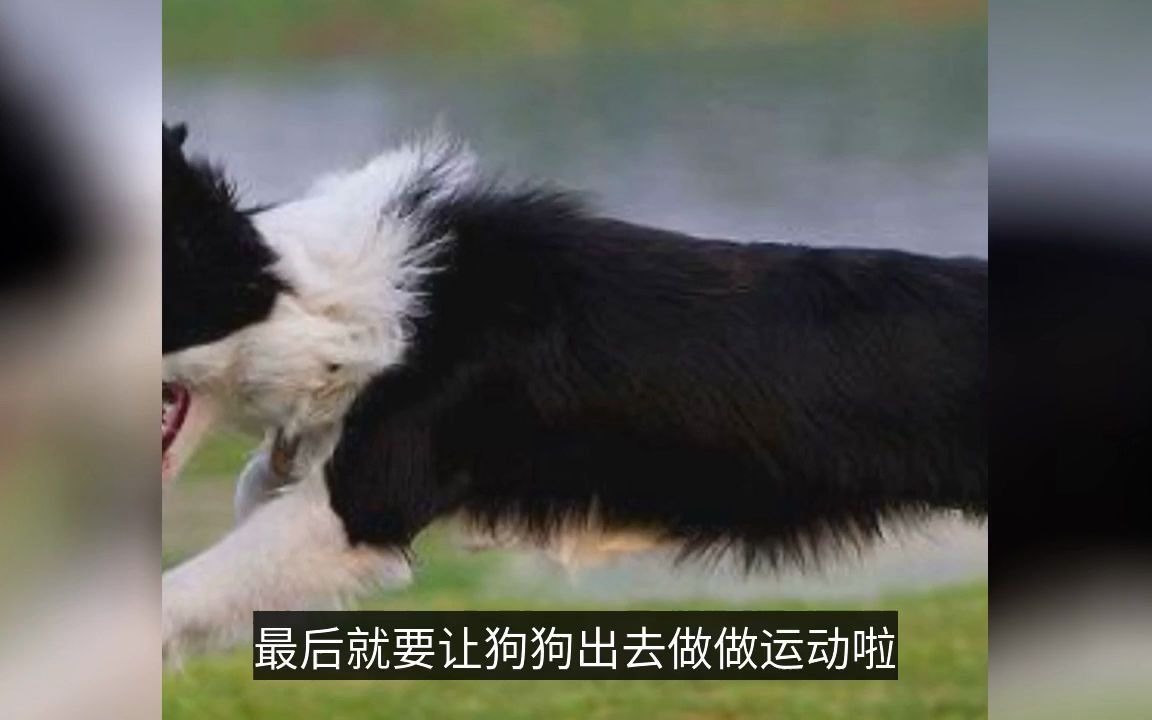 【科普视频】边境牧羊犬——适合新手饲养的宠物(部分素材来源“怡亲”)哔哩哔哩bilibili