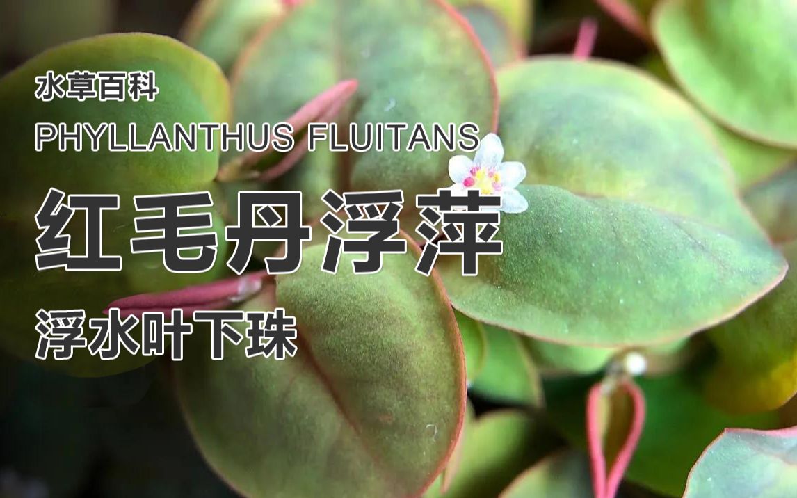 紅毛丹浮萍-浮水葉下珠-phyllanthus fluitans【水草百科】【4k】