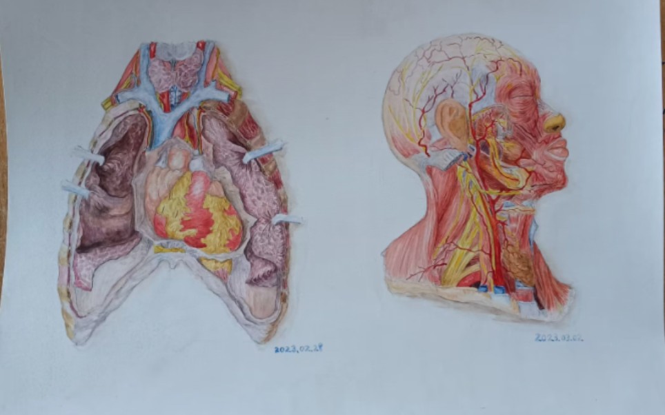 医学生水彩手绘解剖图-落叶画砚-落叶画砚-哔哩哔哩视频