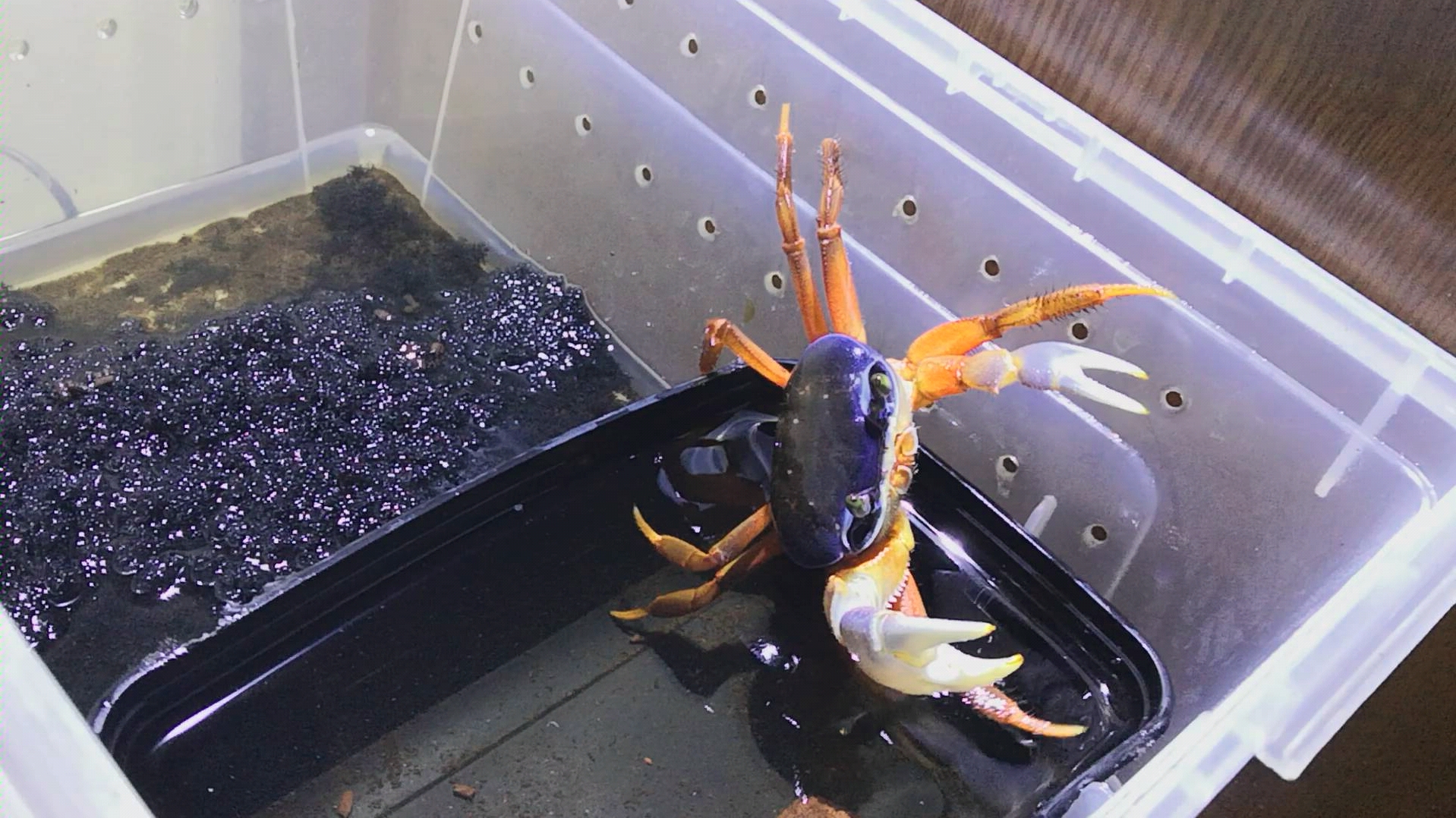 武装圆轴蟹捕食樱桃蟑螂