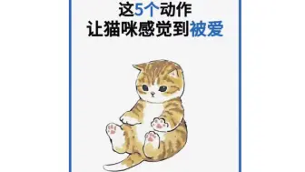 下载视频: 养猫小技巧297:会让猫咪感到被爱的五个动作，铲屎官们快来看看吧！