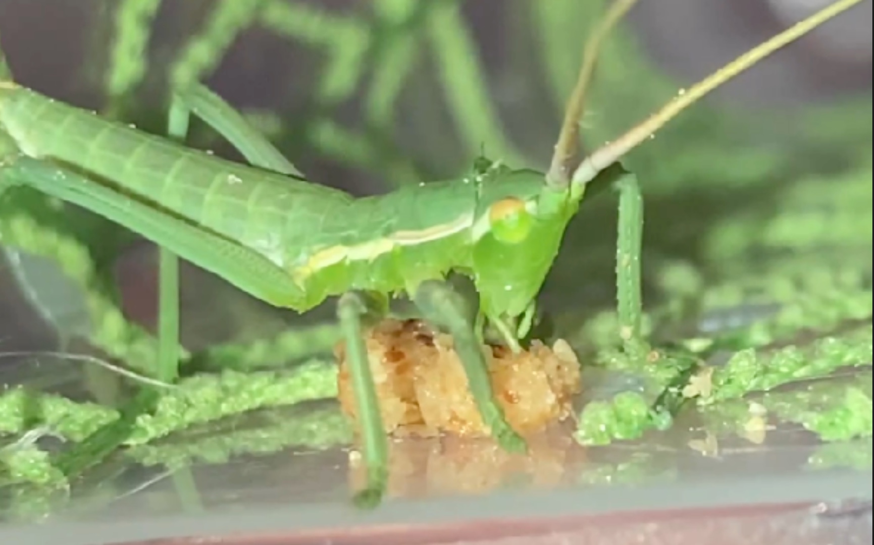 saga ephippigera螽斯进食蝈蝈饲料