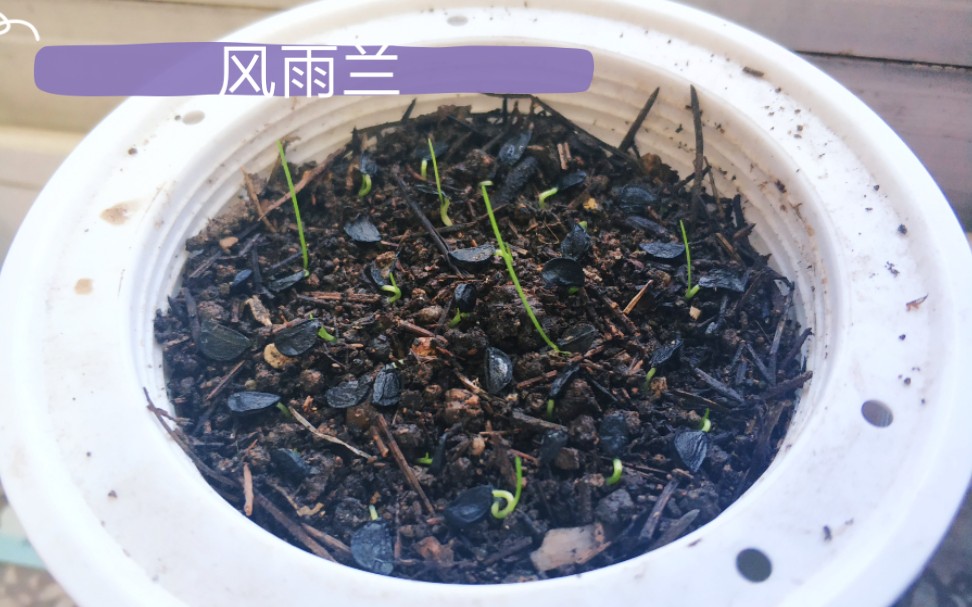 风享得来的风雨兰种子平安长大啦_哔哩哔哩 (゜-゜)つロ 干杯~-bili