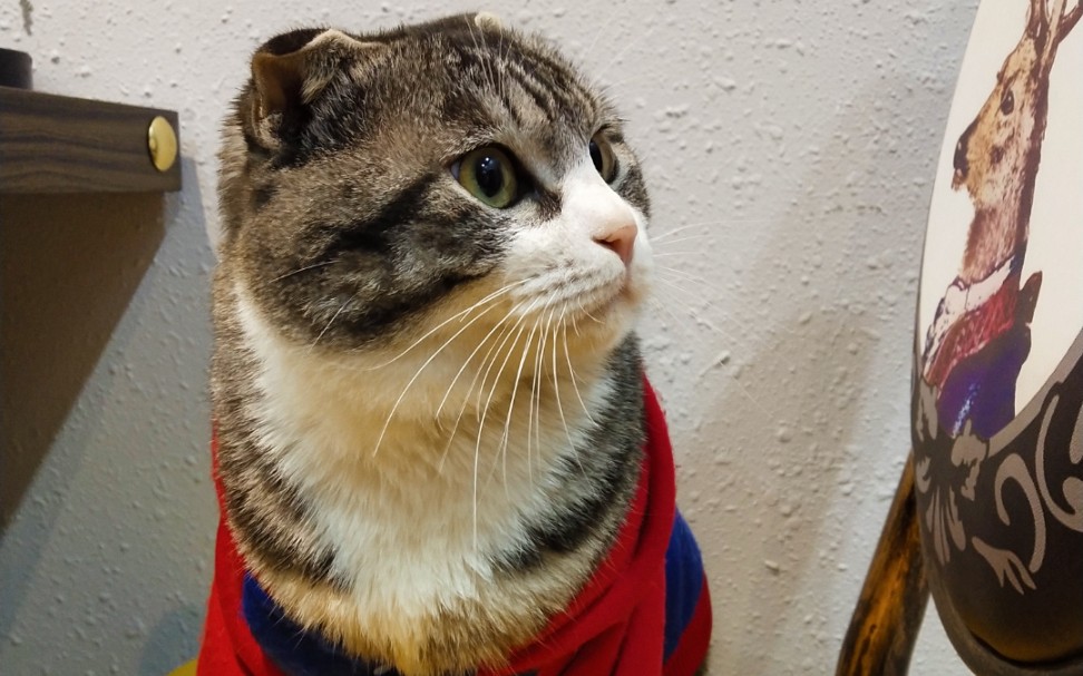 傲娇猫大佬日常随性躺资,不要太随意哦