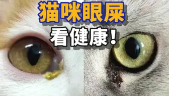 学会看猫咪眼屎，判断健康状况！