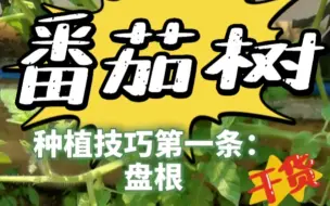 Download Video: 你也想把马蹄番茄种成树吗？一起来吧。