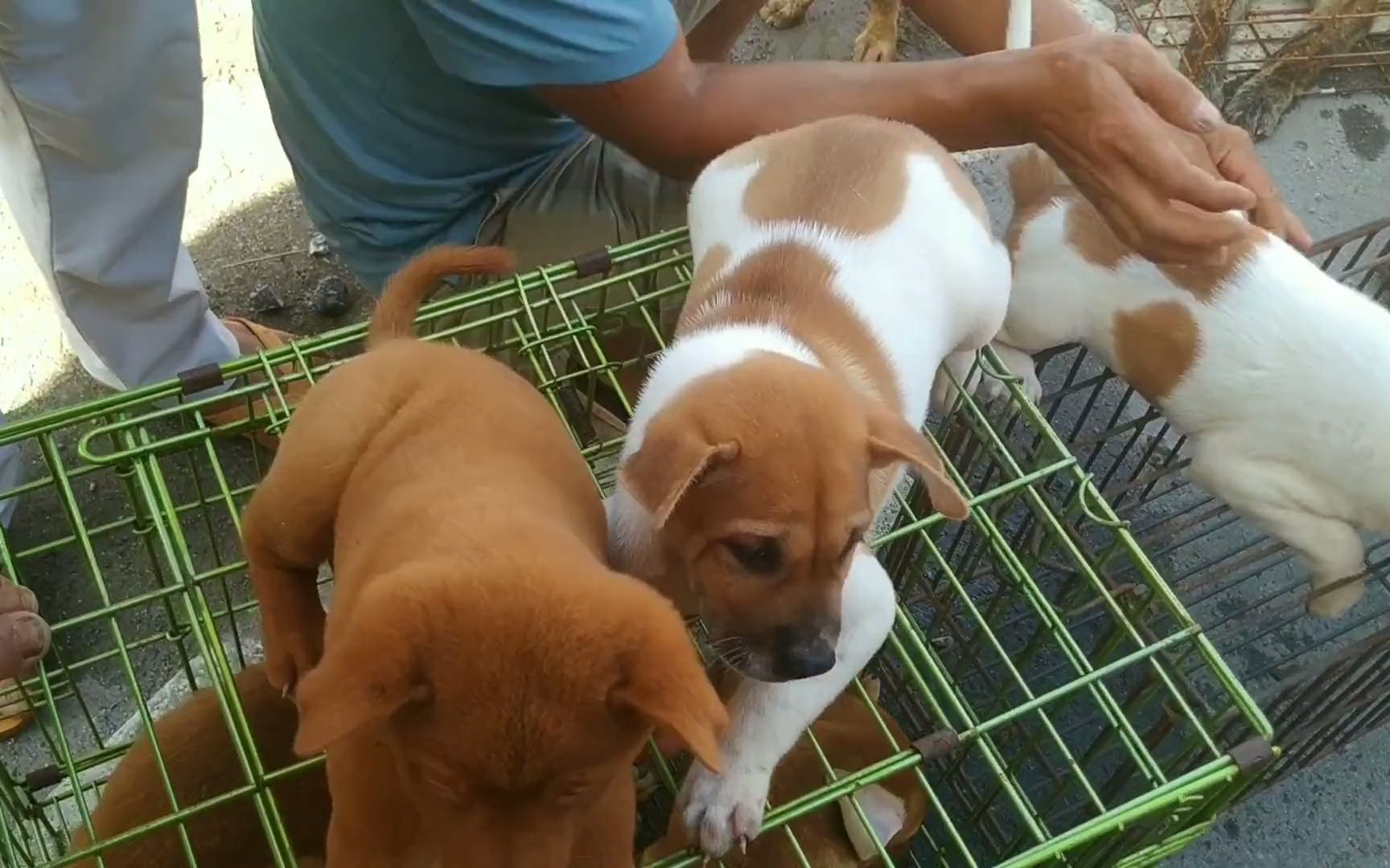 逛玉林土獵狗市發現一隻精品五紅犬,性格活潑穩重,把它拿下回家