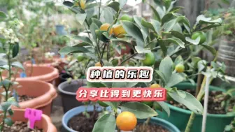 Video herunterladen: 种植的乐趣在于过程和分享！奉老妈的旨意，又能多种几棵脆皮金桔了