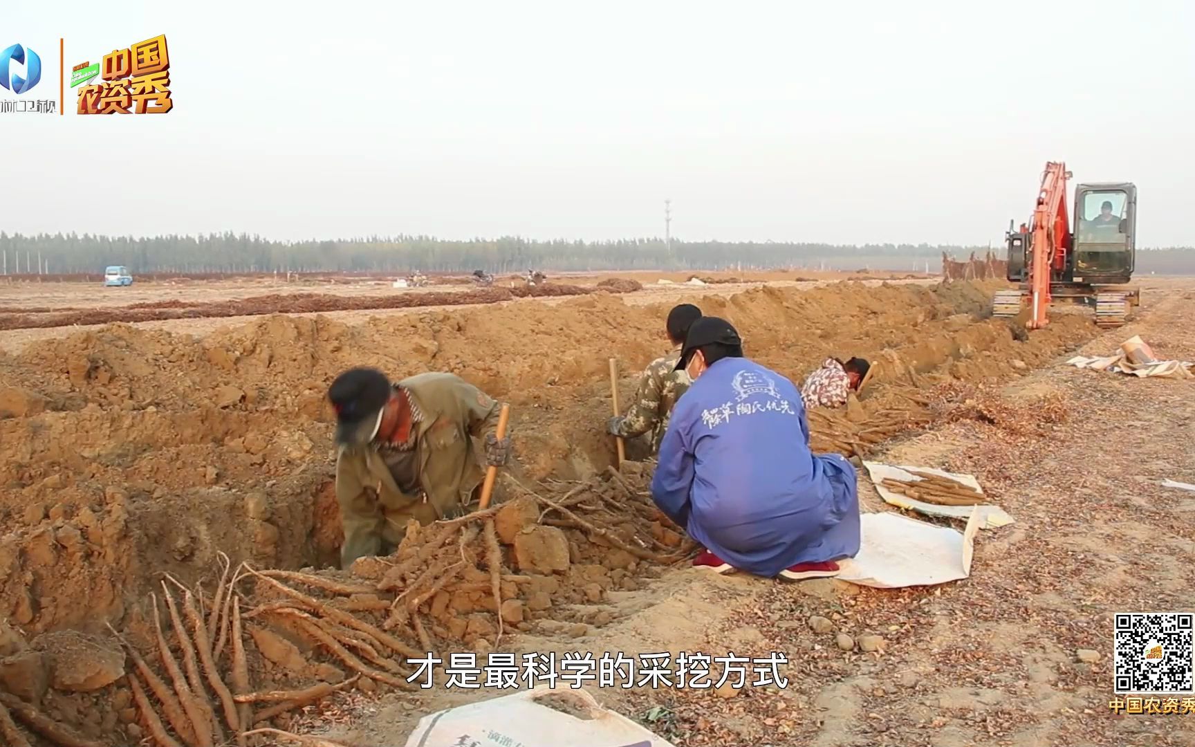 农林卫视 中国农资秀 山药如何采挖储藏哔哩哔哩bilibili