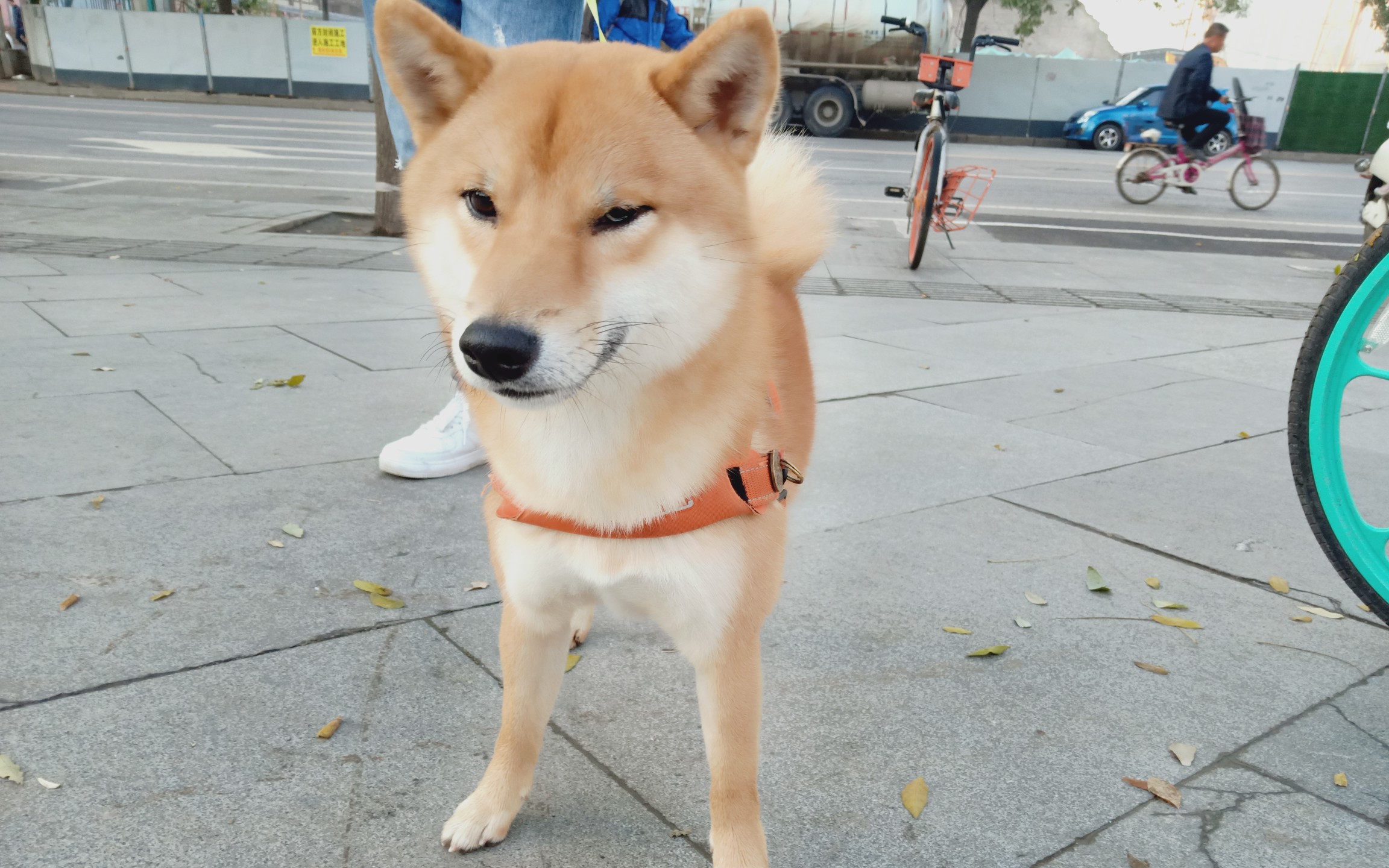 秋天犬 多吉,疯起来,我自己都怕.