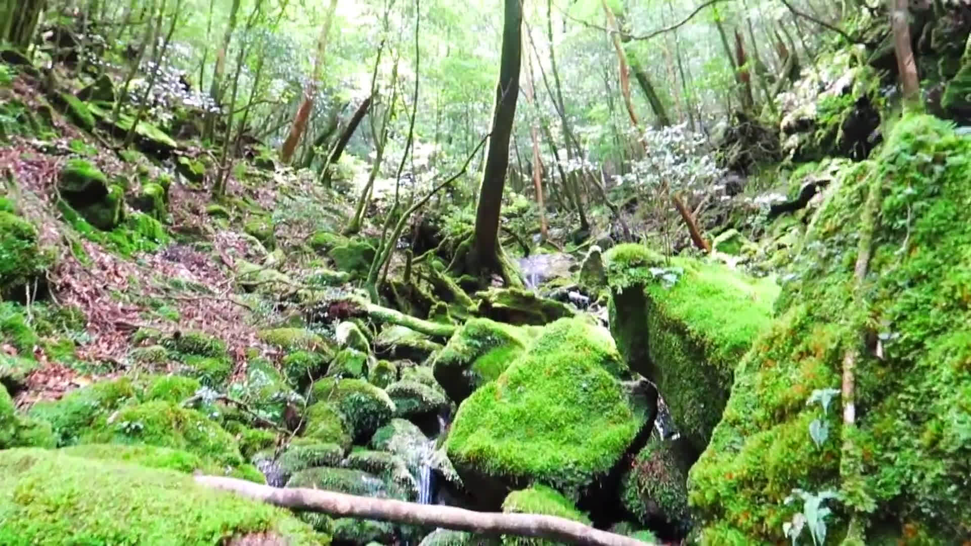 [图][日本旅游]幽灵公主的秘密森林——日本屋久岛