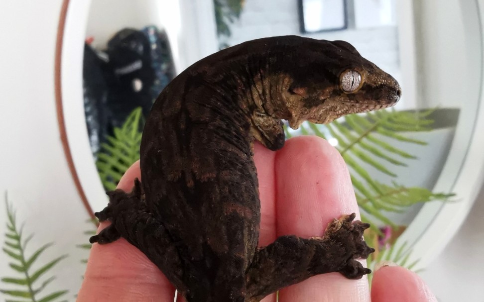 小黑黑渐入尴尬期 黑化巨人守宫