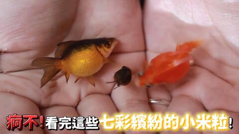金鱼从零开始养 超多金鱼品种 教你辨别金鱼公母 居然会眨眼的 哔哩哔哩