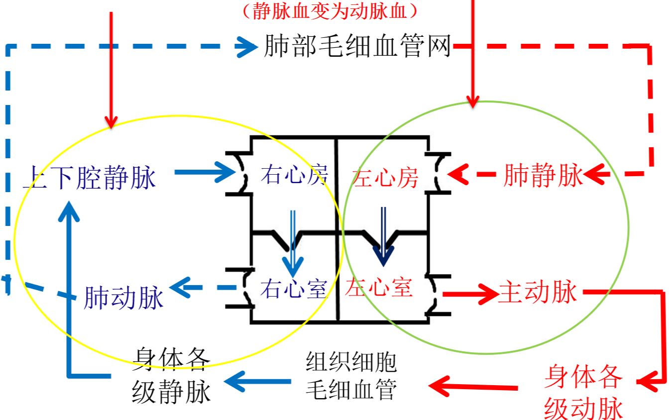 体循环肺循环简单图图片