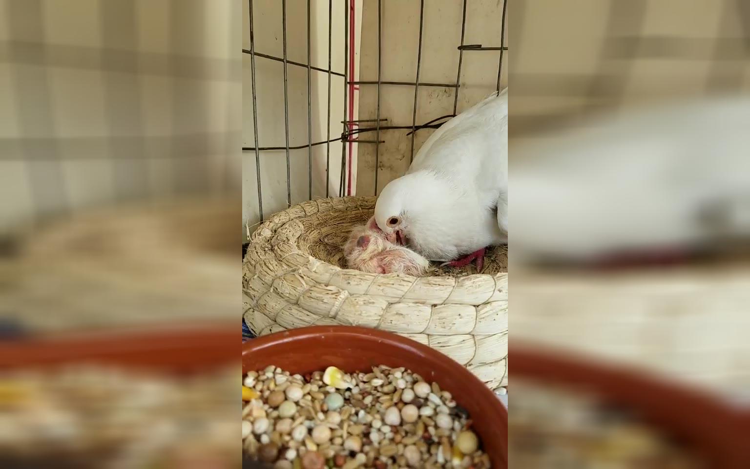 鸽子爸爸分泌鸽乳喂宝宝