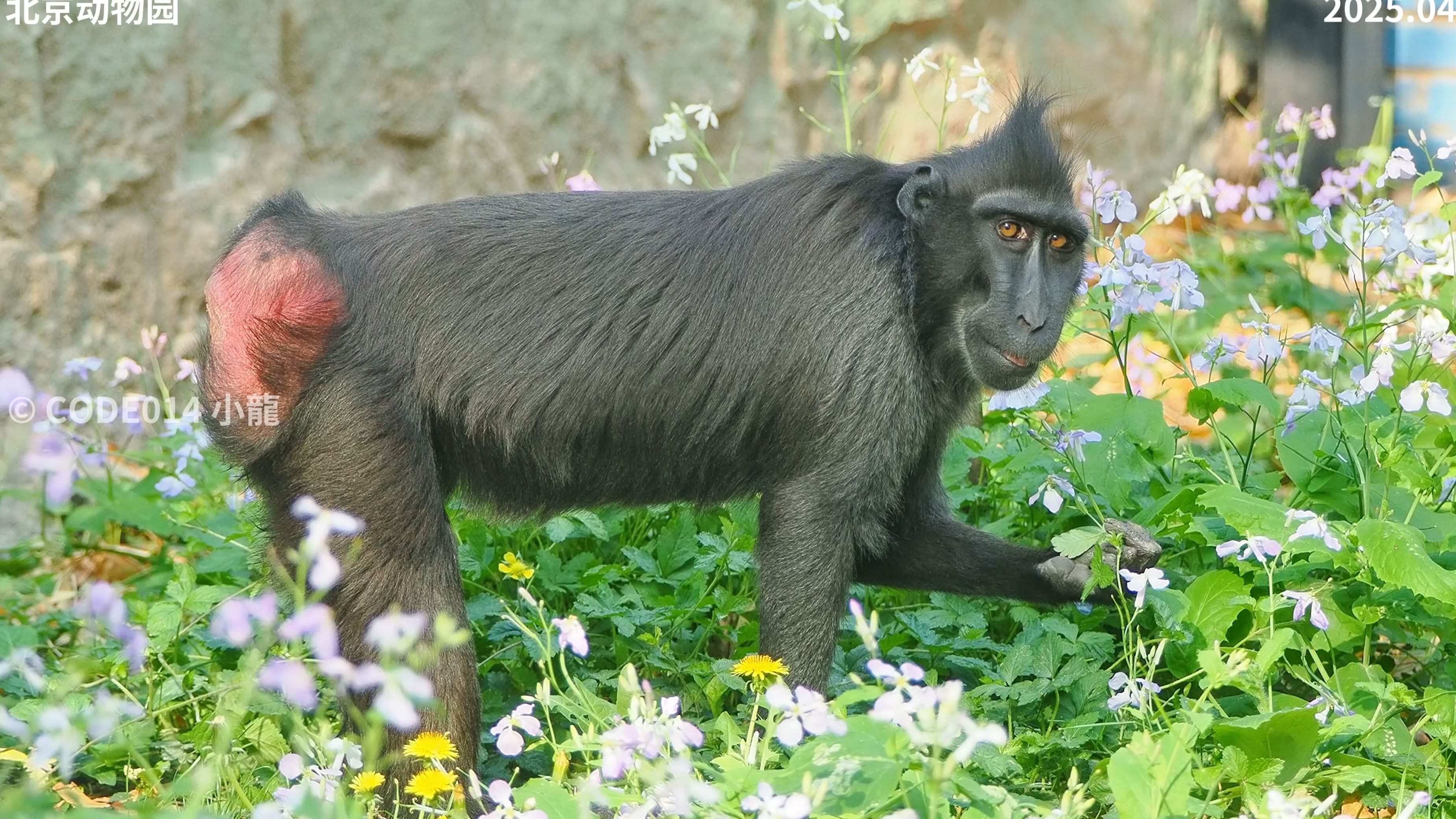 北京动物园黑冠猕猴20250419