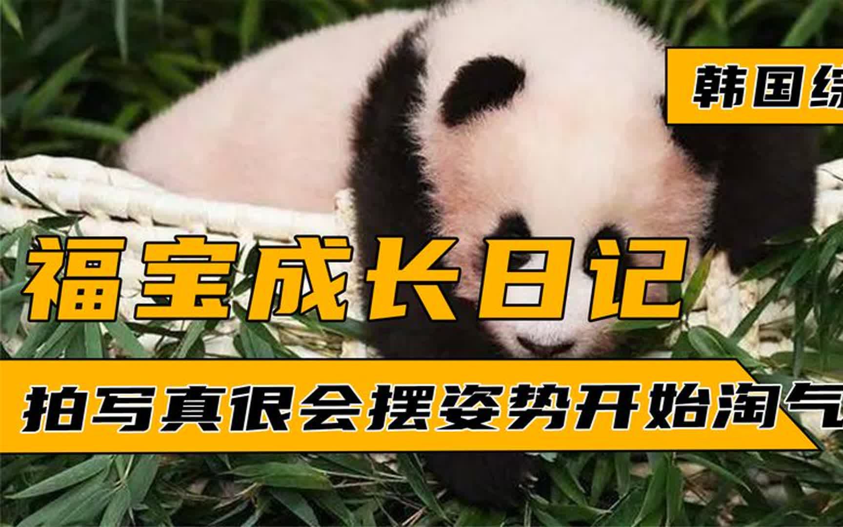 [图]福宝成长日记3.0，每天缠着爷爷玩开始费头子，化身大明星福艺珍