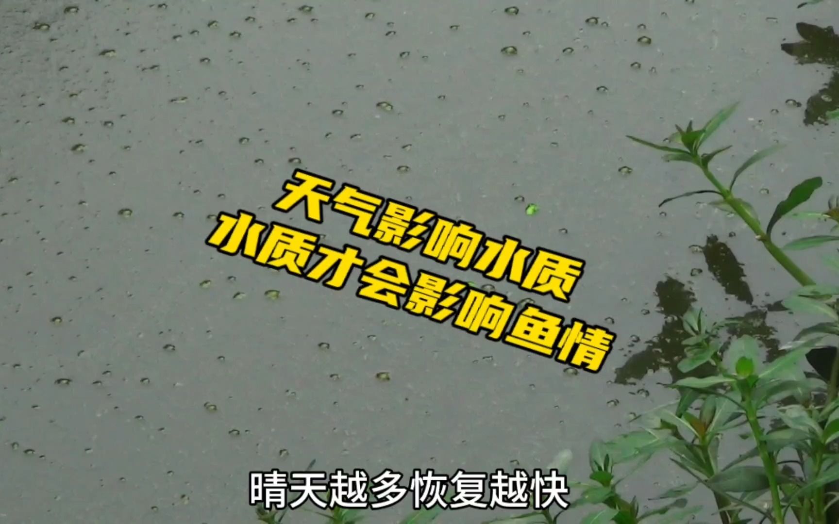 钓鱼知识分享,只要掌握天气与水质的联动关系,鱼情就会很好预判哔哩哔哩bilibili