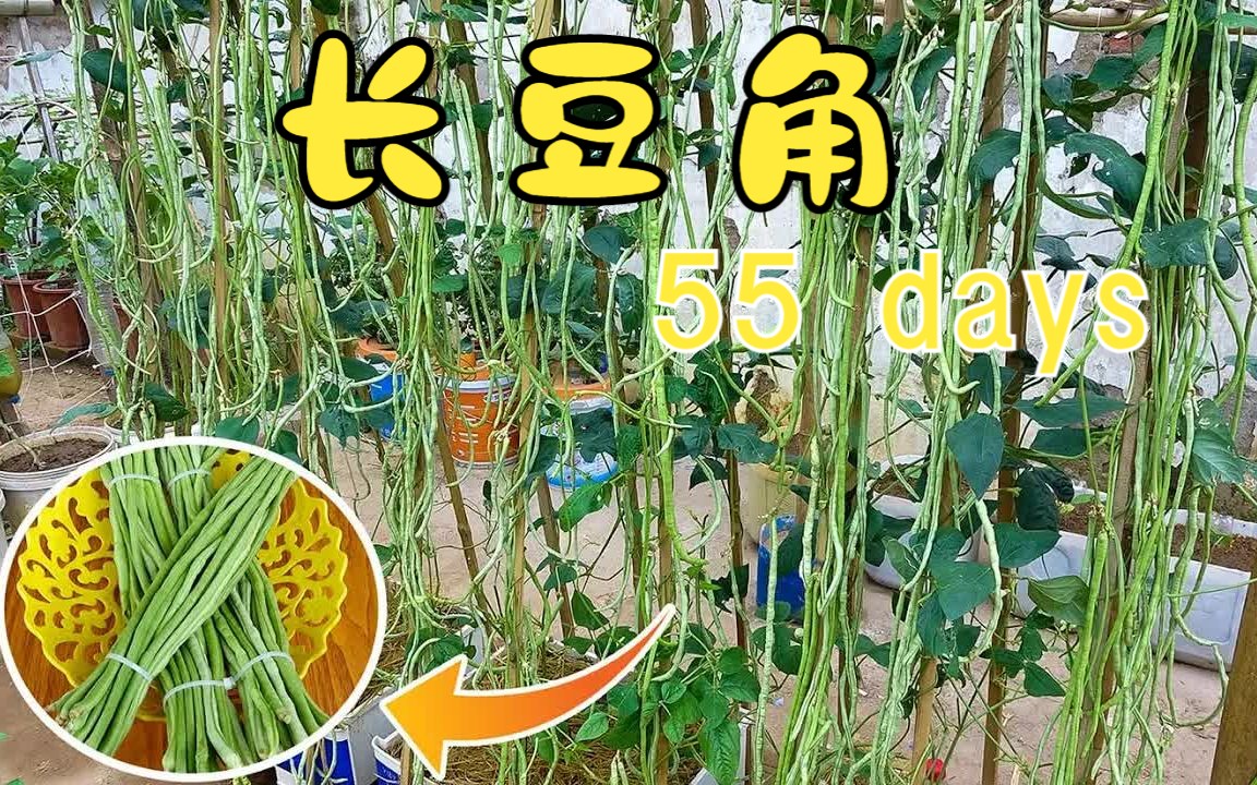 一学就会|塑料瓶制作肥料生产器 长豆角豇豆特别适合糖尿病肾虚尿频等患者长期食用哔哩哔哩bilibili