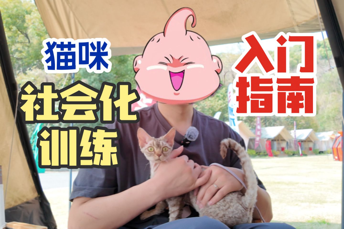 第一次遛猫到底怎么做?看这一篇就够了!哔哩哔哩bilibili